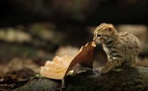 The Smallest Cat In The World: Footage of Rare Animal! | Bengal Cats