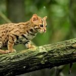 The Smallest Cat In The World - rusty spotted cat
