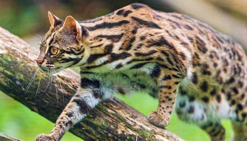 asian leopard cat size