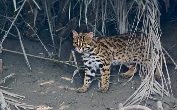 Asian leopard cat behavior
