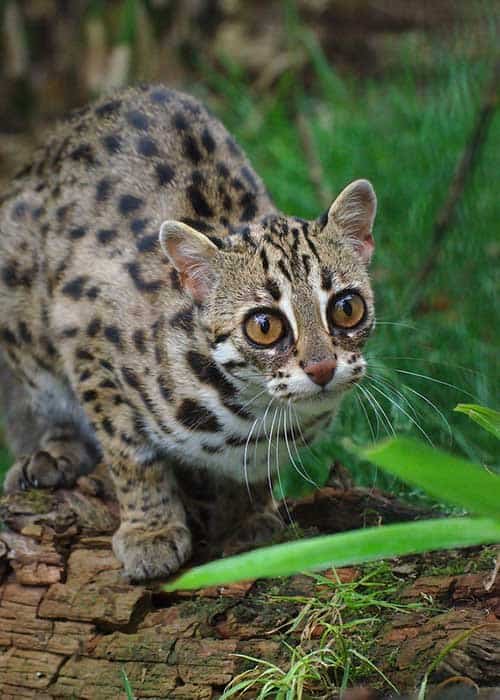 Asian leopards cat picture