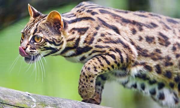 Colors and markings of the leopard cat