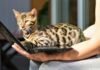 Are Bengal Cats Good Pets for Families? Are Bengal Cats Good Pets for Families