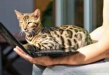 Are Bengal Cats Good Pets for Families? Are Bengal Cats Good Pets for Families