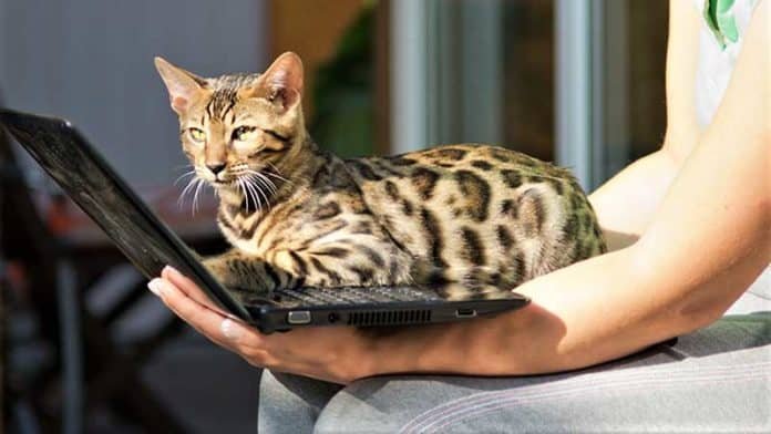 Are Bengal Cats Good Pets for Families