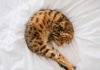 Bengal Cat Health Issues and How to Prevent Them Bengal Cat Health Issues