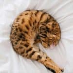 Bengal Cat Health Issues
