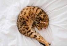Bengal Cat Health Issues and How to Prevent Them Bengal Cat Health Issues
