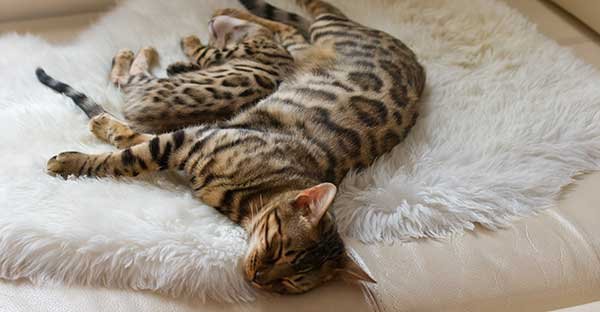 Bengal cat indoor living
