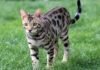 Can Bengal Cats Go Outside? What to Consider Can Bengal Cats Go Outside