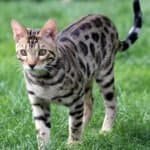 Can Bengal Cats Go Outside