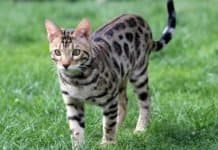 Can Bengal Cats Go Outside? What to Consider Can Bengal Cats Go Outside