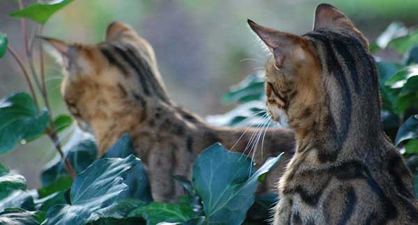Can Bengal Cats Go Outside