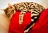 How to Tell if Your Cat is a Bengal: Characteristics and Traits How to Tell if Your Cat is a Bengal