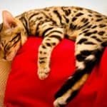 How to Tell if Your Cat is a Bengal