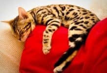 How to Tell if Your Cat is a Bengal: Characteristics and Traits How to Tell if Your Cat is a Bengal