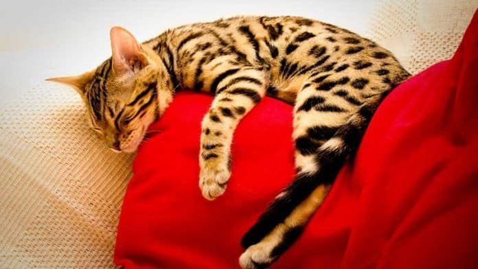 How to Tell if Your Cat is a Bengal