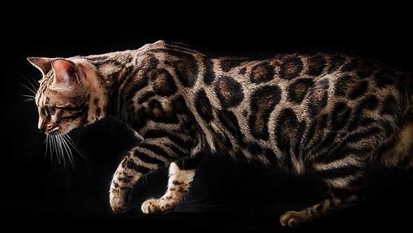 Spotted Bengal cat